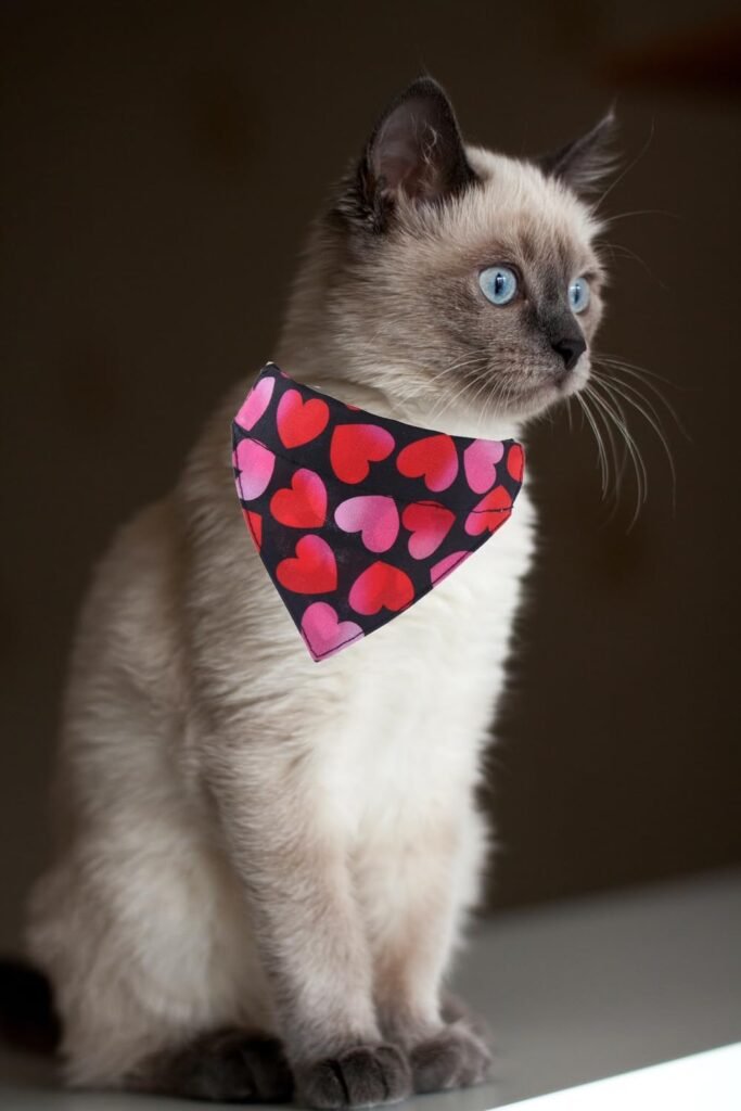 KZHAREEN Valentines Day Cat Collars Breakaway with Bandana Bell Pet Kitten Collar Adjustable Small Dog Puppies Girl Boy